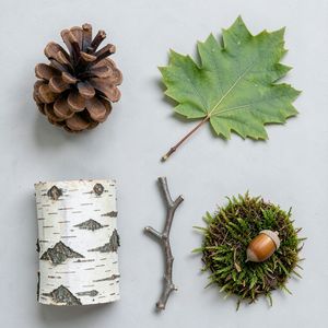 Fotografie naturalnych przedmiotów do kolażu