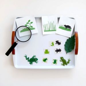 Taca do obserwacji z lupą i sylwetkami żab