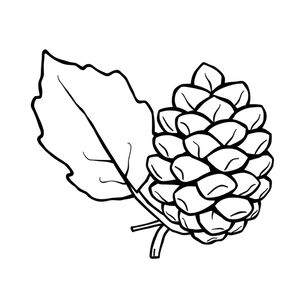 Kolorowanka: Liść i szyszka