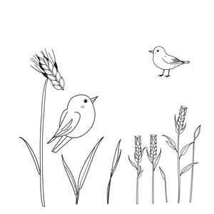 Kolorowanka: ziarna zbóż i ptaki