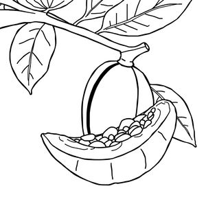 Kolorowanka — strąk kakaowca