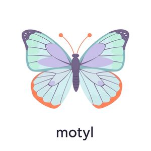 Karta: motyl (flashcard)
