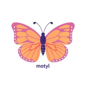 Karta: motyl (flashcard)