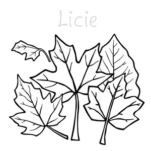 Kolorowanka: kontury liści