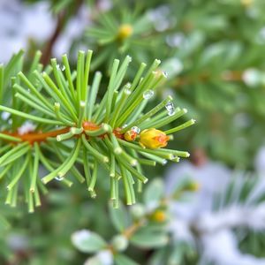 Gałązka świerku — zapach i dotyk