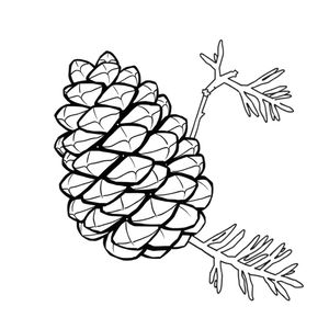 Kolorowanka: szyszka i gałązka