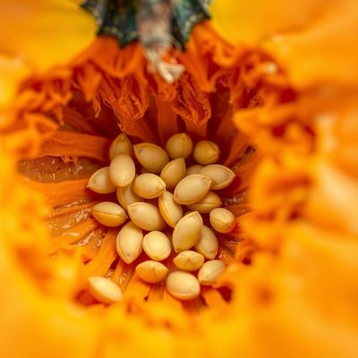 Zbliżenie wnętrza dyni (miąższ i nasiona)