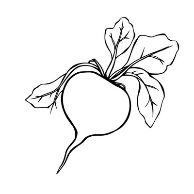 Kolorowanka — kontur buraka