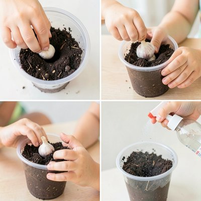 Krok po kroku: sadzenie ząbka