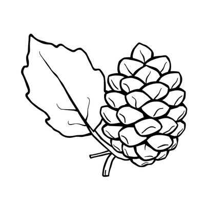 Kolorowanka: Liść i szyszka