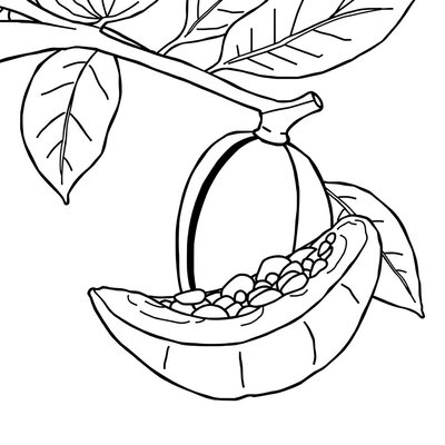 Kolorowanka — strąk kakaowca