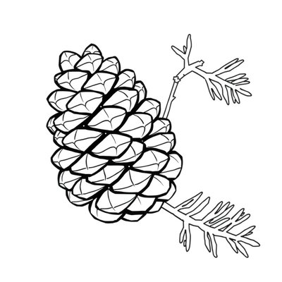 Kolorowanka: szyszka i gałązka