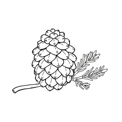 Kolorowanka: szyszka i gałązka