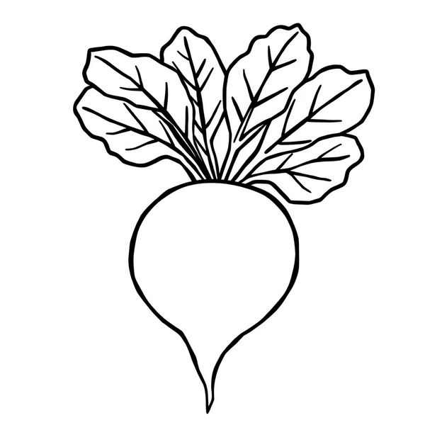 Kolorowanka — kontur buraka