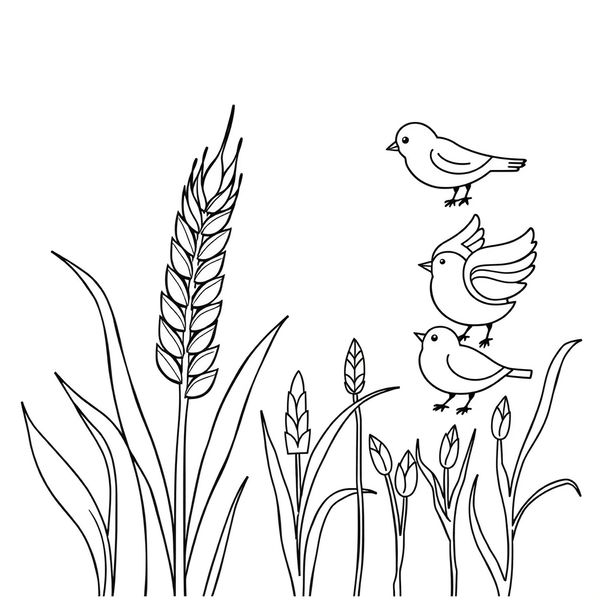 Kolorowanka: ziarna zbóż i ptaki