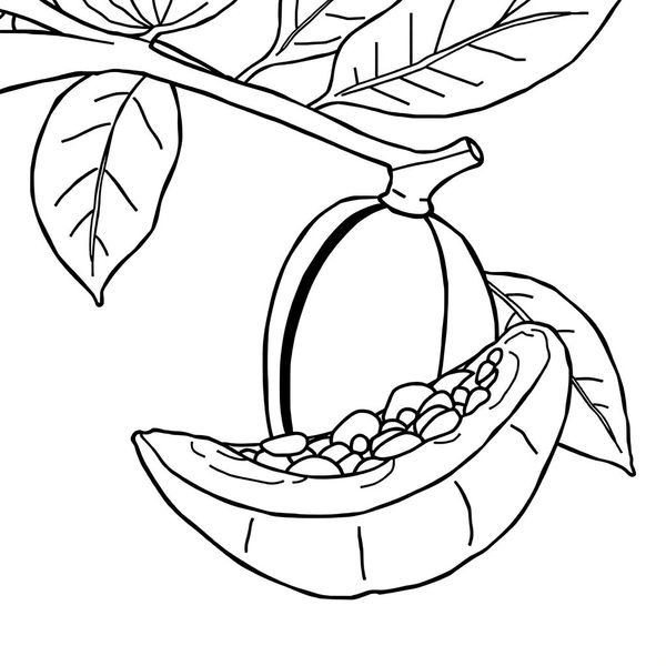 Kolorowanka — strąk kakaowca